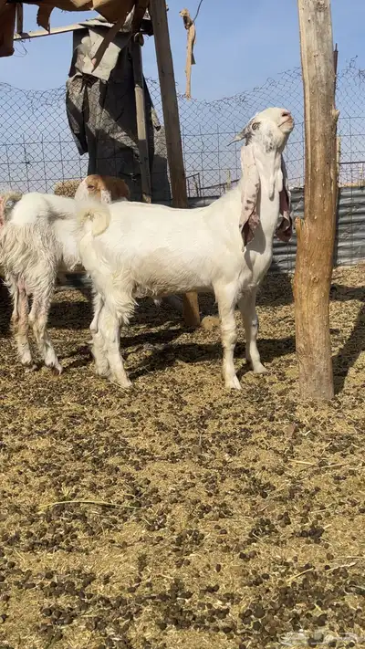 تيوس طيبه هولنديه للبيع 0