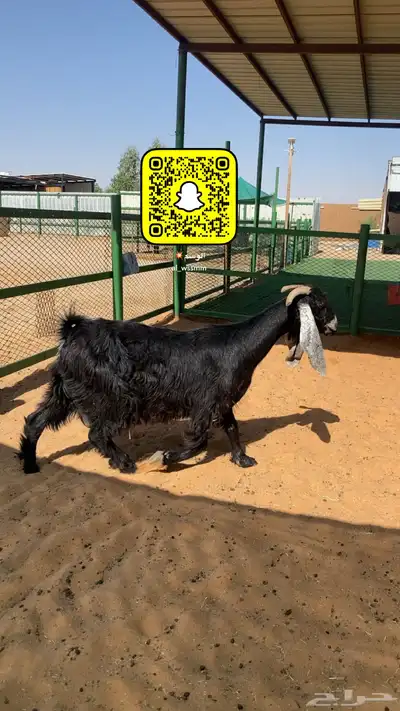 عنز دافع واصل الولاد 0