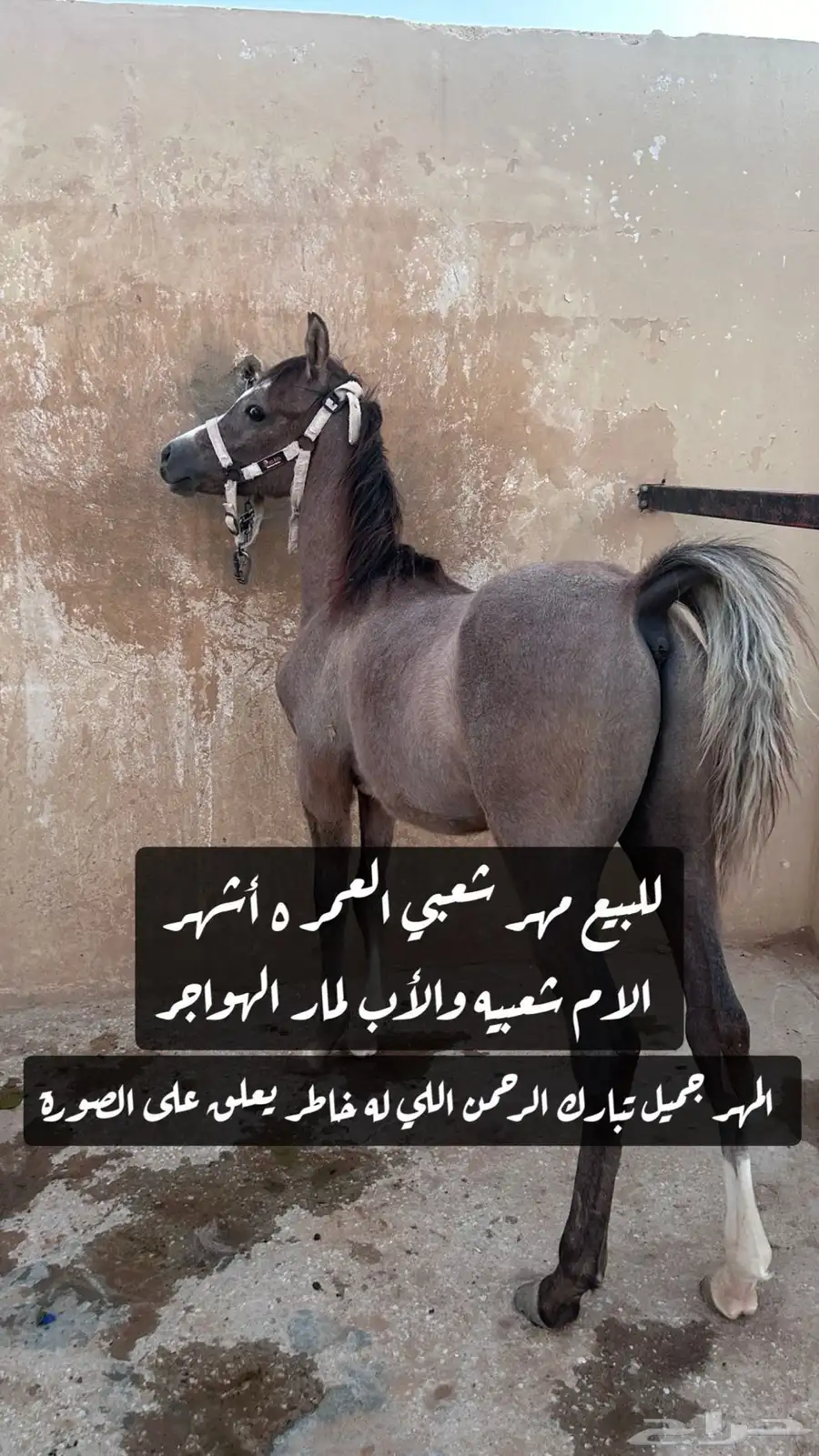 للبيع مهر شعبي 0