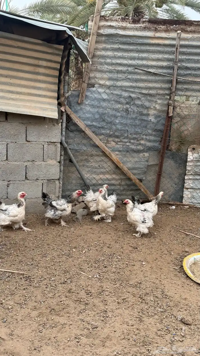 دجاج كولمبي 1