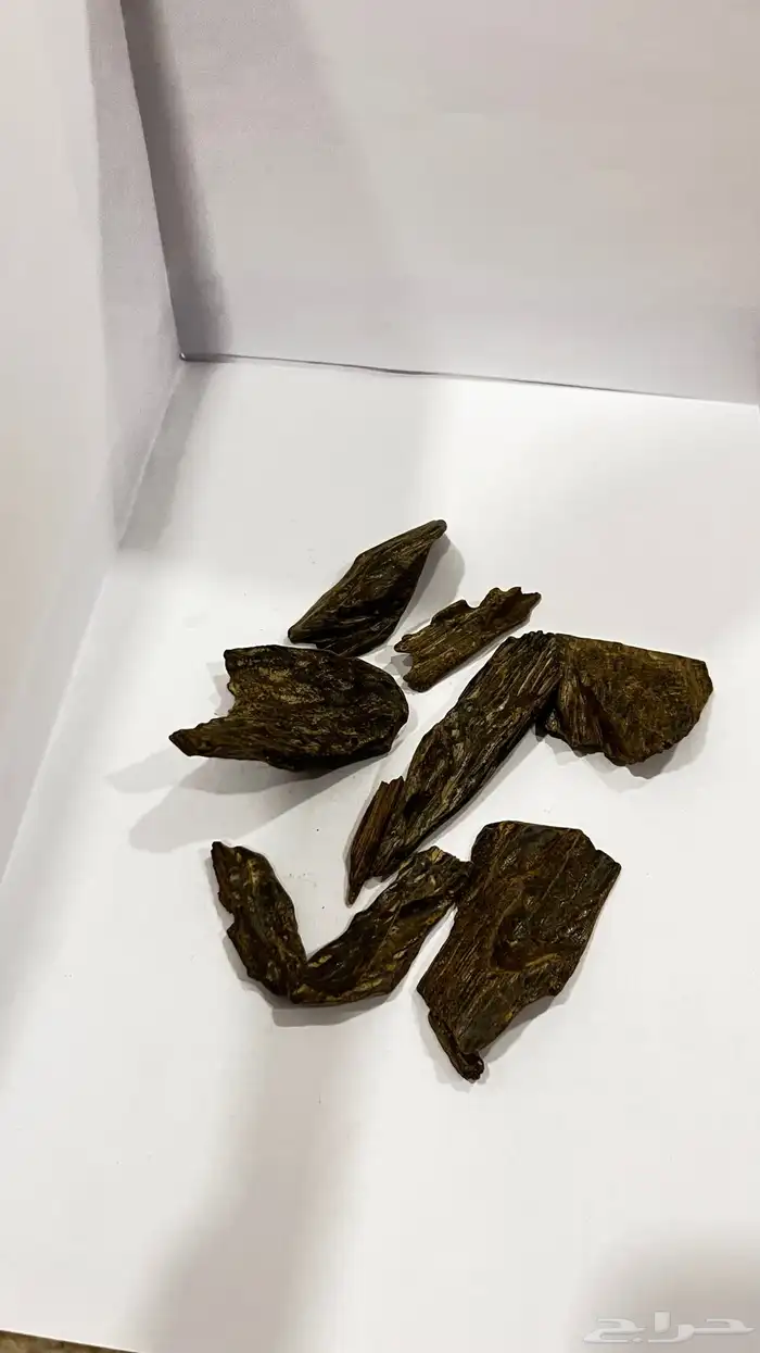 عود 19