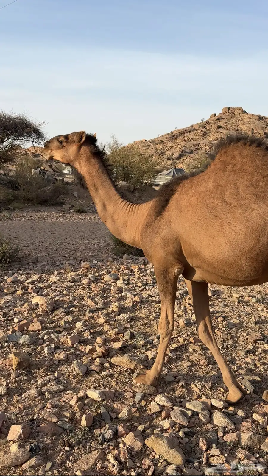 نياق 2