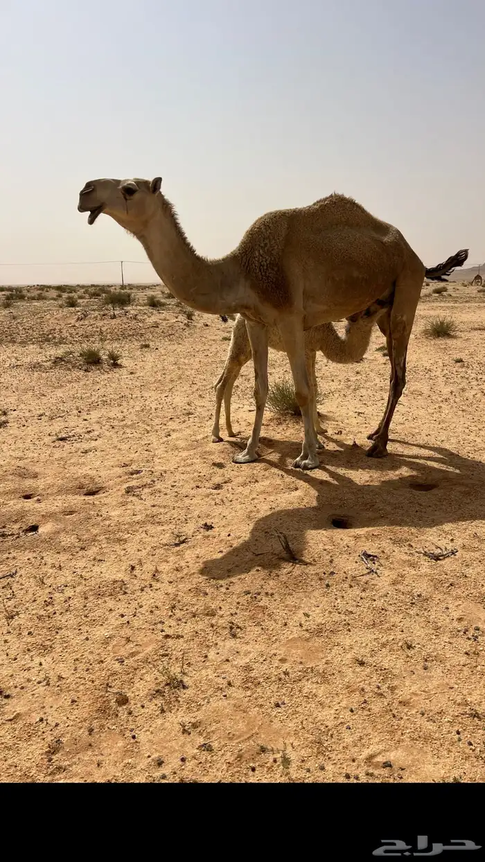 قعود اشقح حق يدخل جذع 4