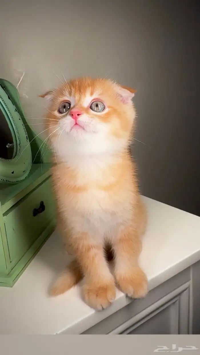 سكوتش فولد ستريت كيتن قطط صغيرة للبيع شيرازي قولد ذكر انثى 0