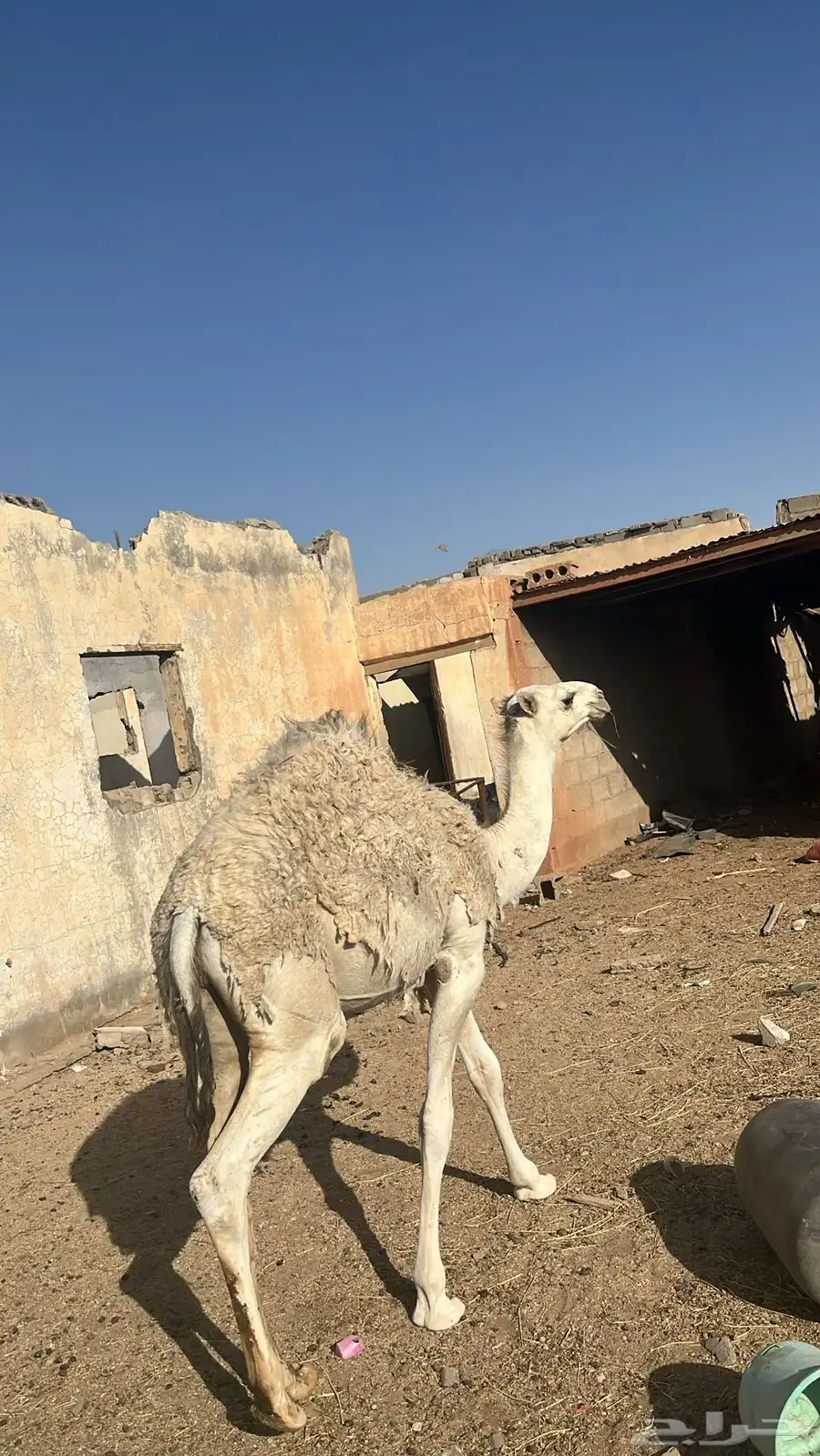 حاشي للبيع 2