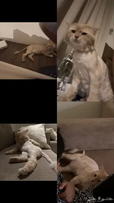قط مفقود حائل 4