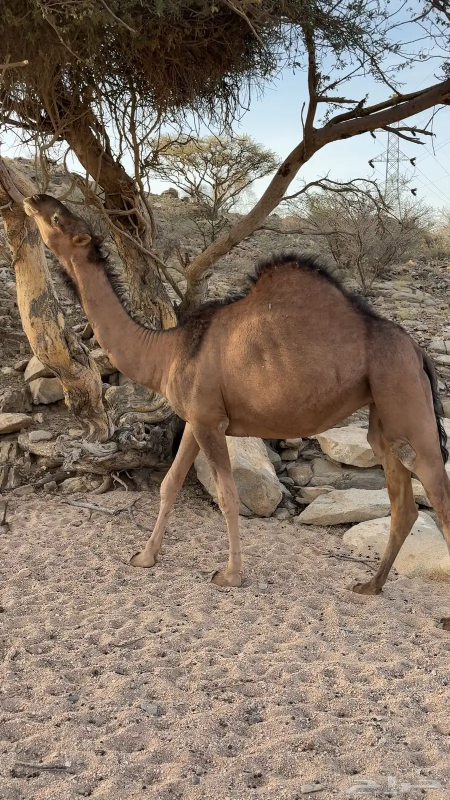 نياق 3