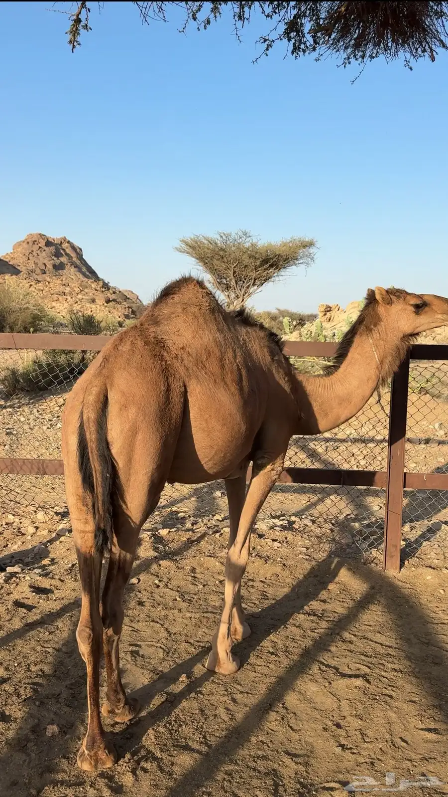 نياق 1