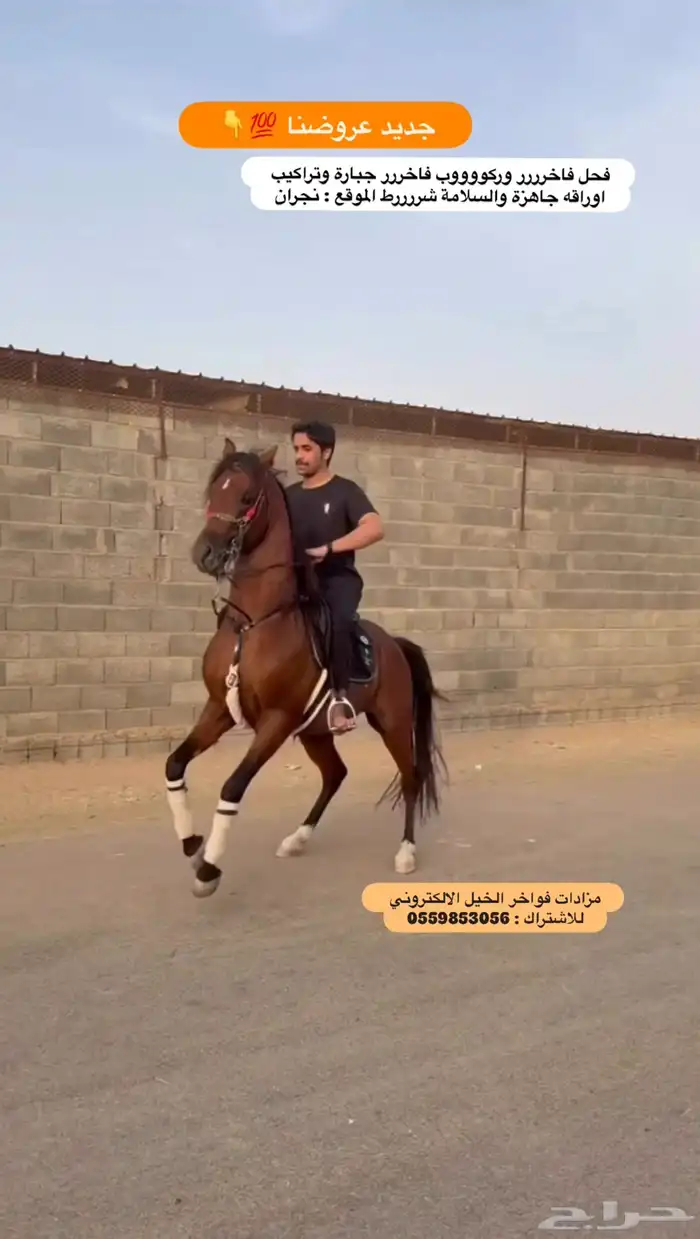 حصان فحل فاخر 0