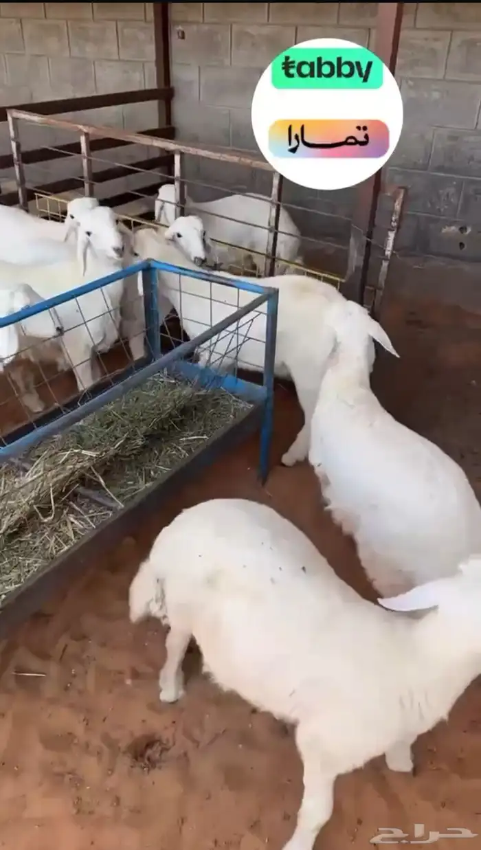 بيع اغنام متوفر تقسيط تابي وتقسيط تمارا 4