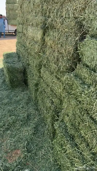 برسيم صافي شرط ورق رطوبه ممتازه شد 80 0