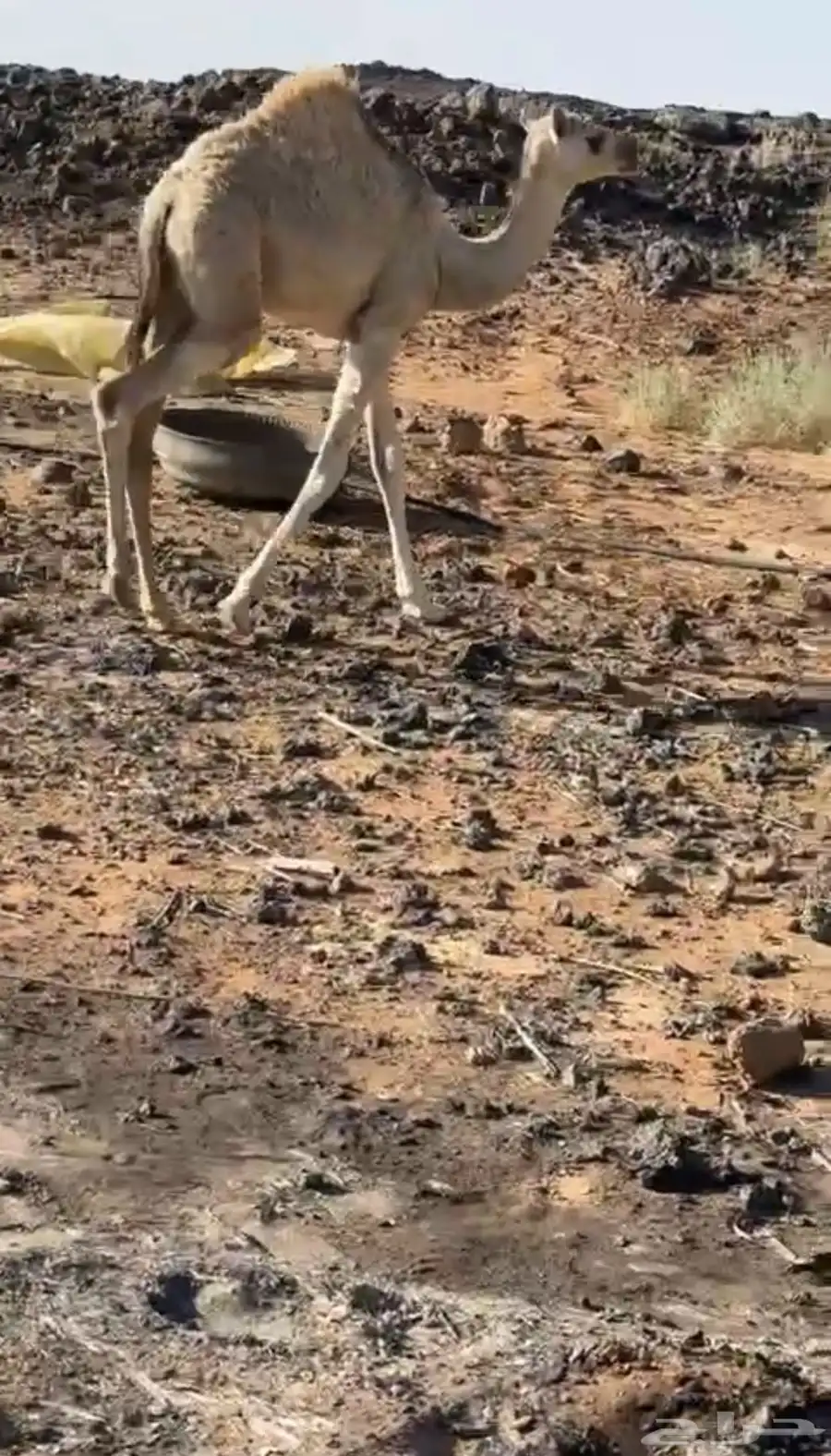 بكره حره للبيع 0