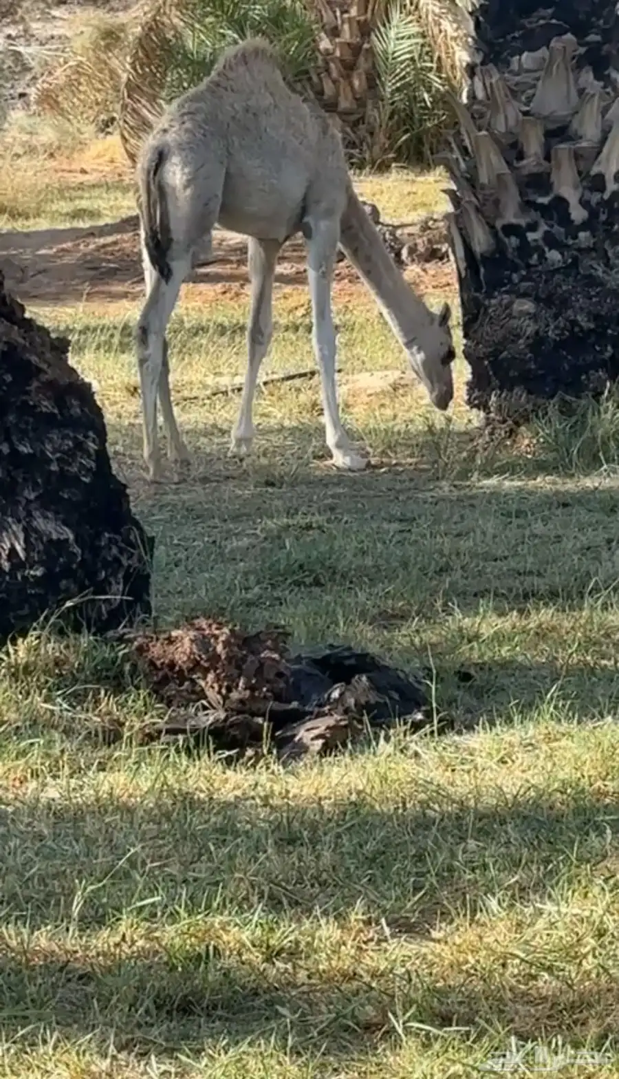 بكره حره للبيع 2