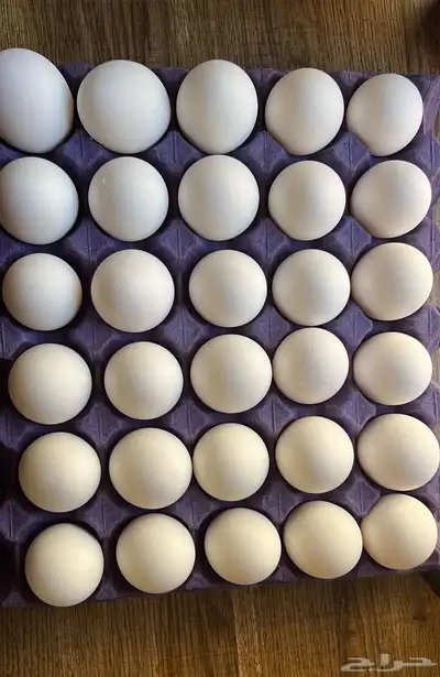 بيض مائدة طازج جملة طعم و جودة 1