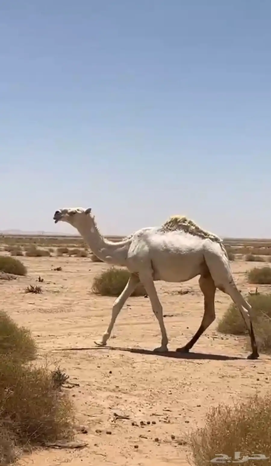 قعود باتلي ولد الكايف بعير العوفي 1