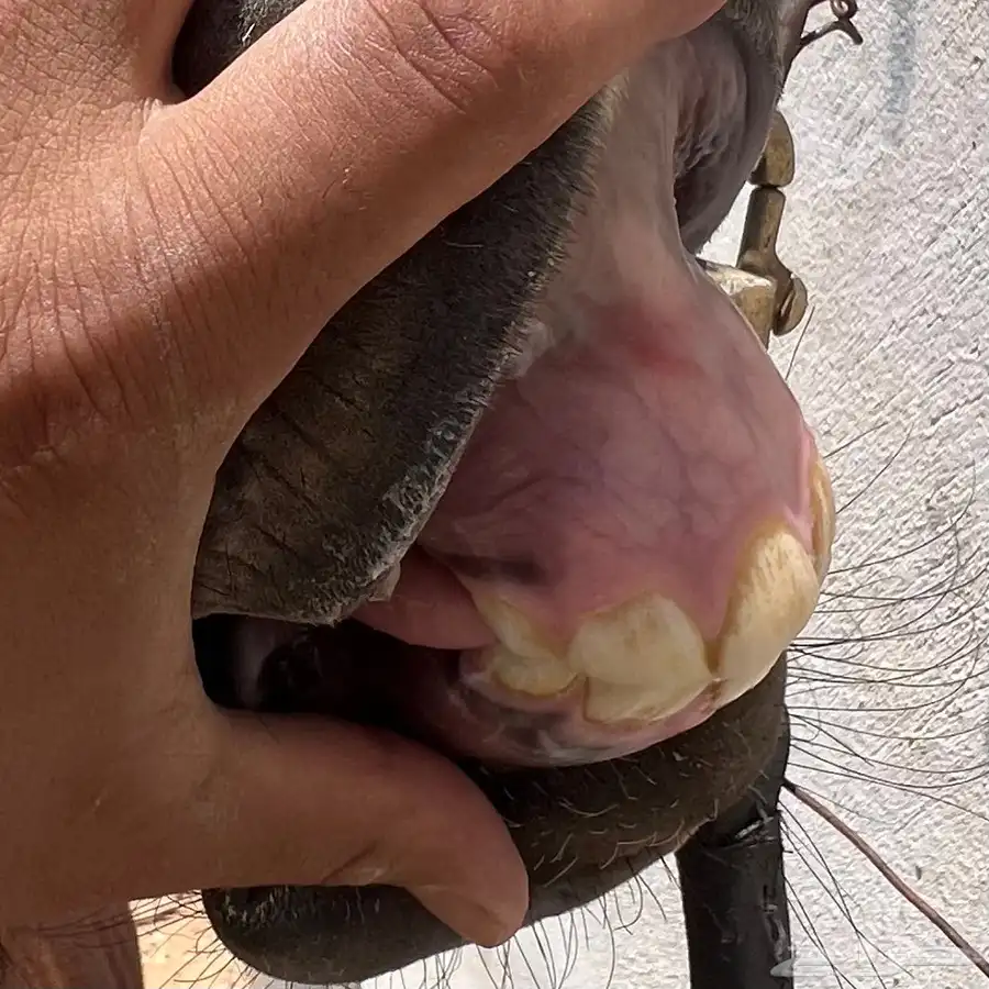 مهر عربي اصيل 2