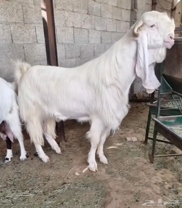 فحل ابيض تيس مطور مشروك فاخر خصم 0