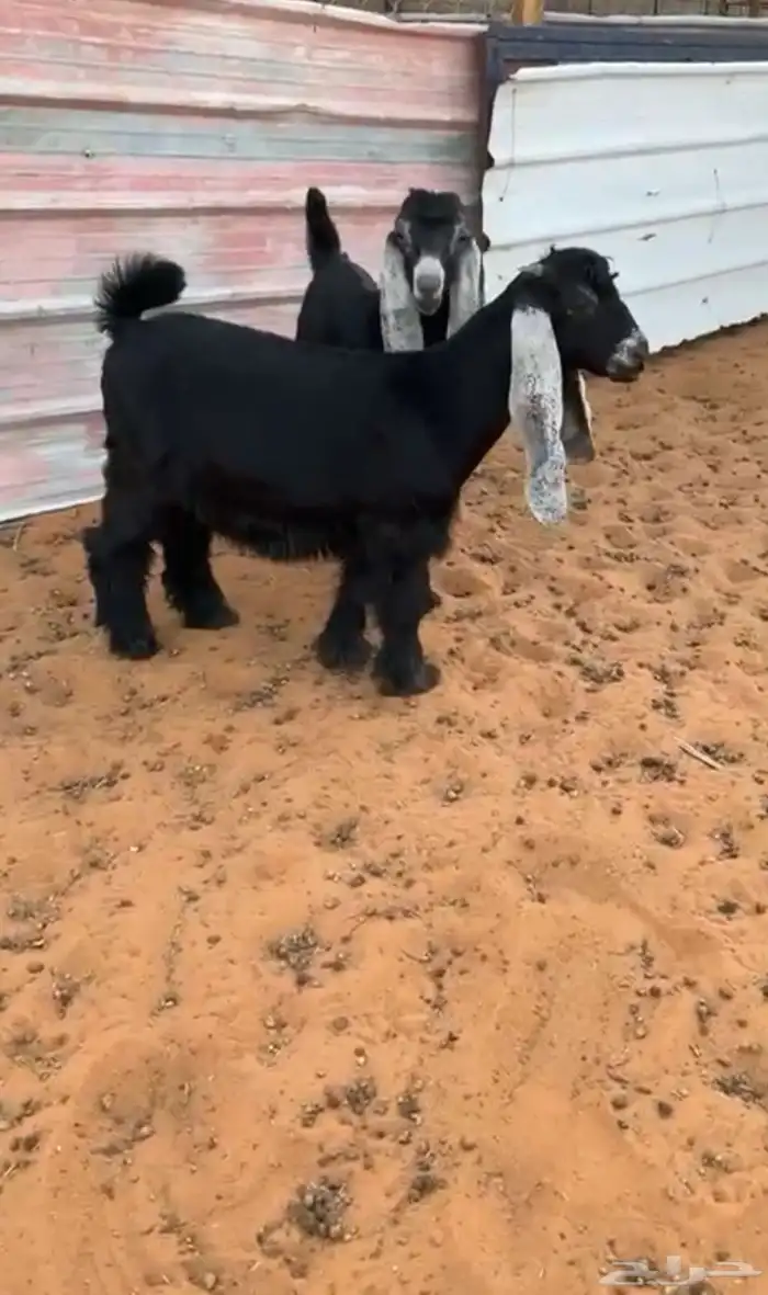 تيسين سمان ونضاف 0