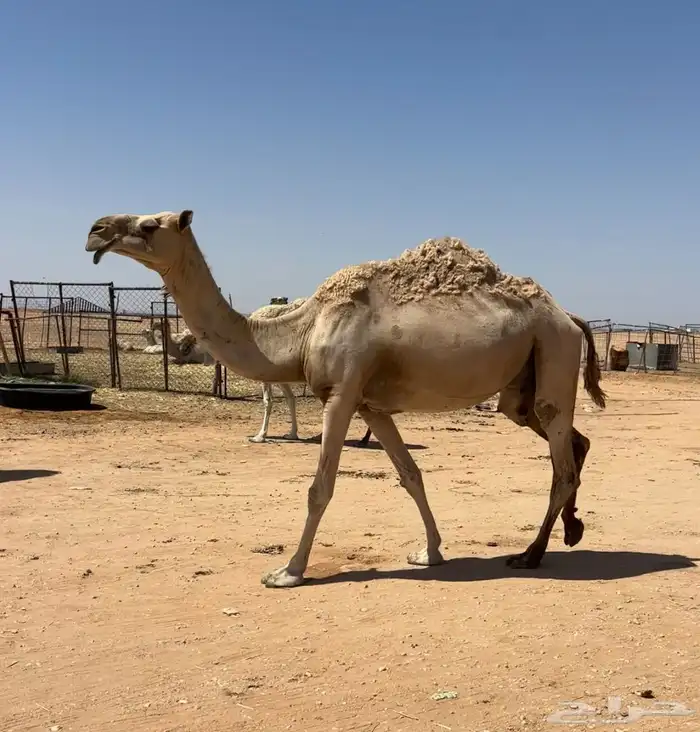 خلفه شقحاء طيبه 0