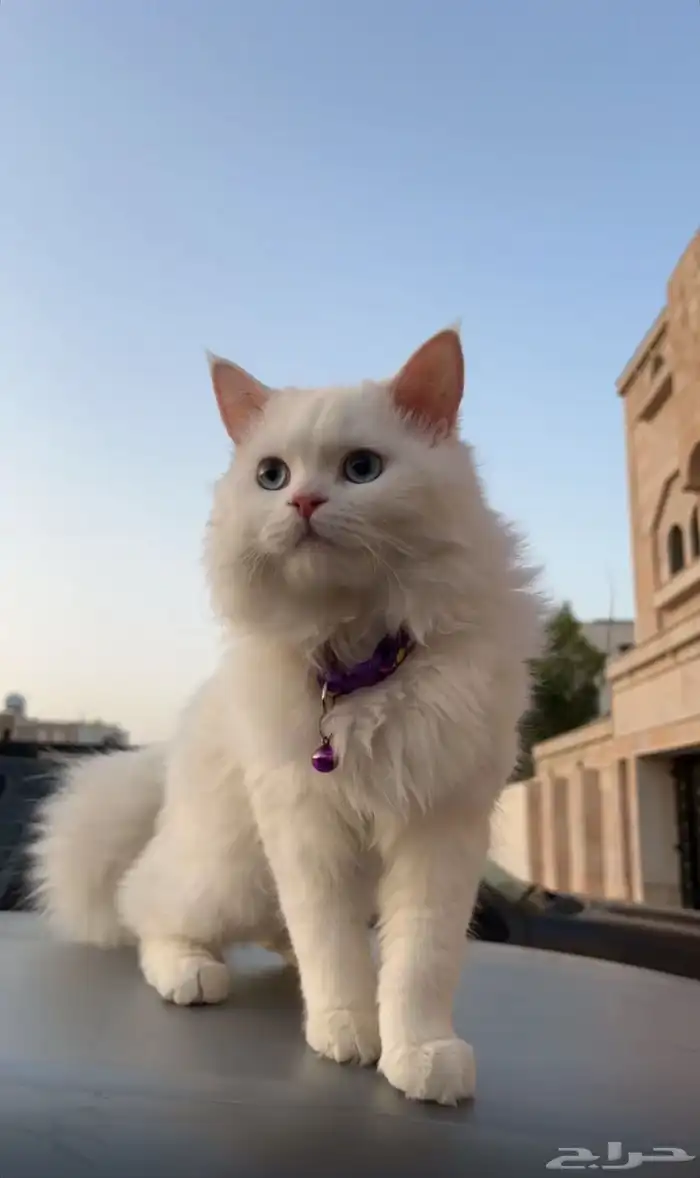 بسه 1