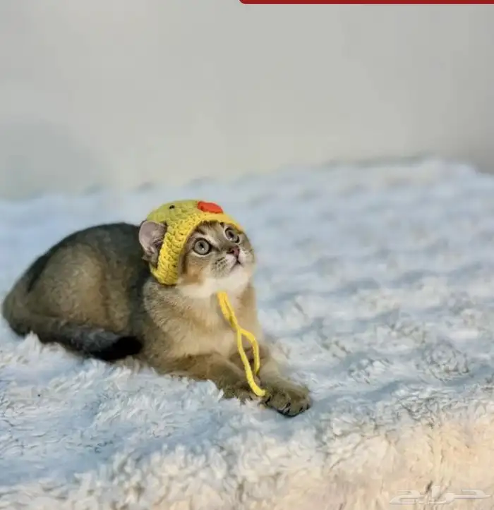 قط ذكر سكوتش نوع مميز جدا للبيع 1