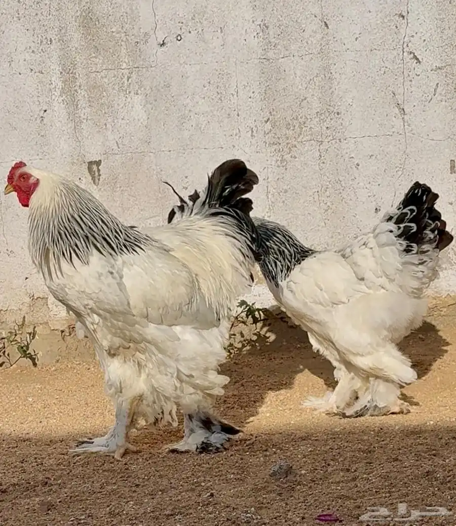 جوز براهما كونيك 0