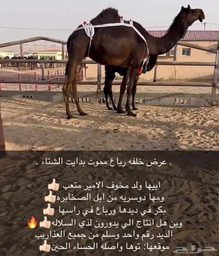 عشرا طيبه جدا سلاله طيبه وسلم 0