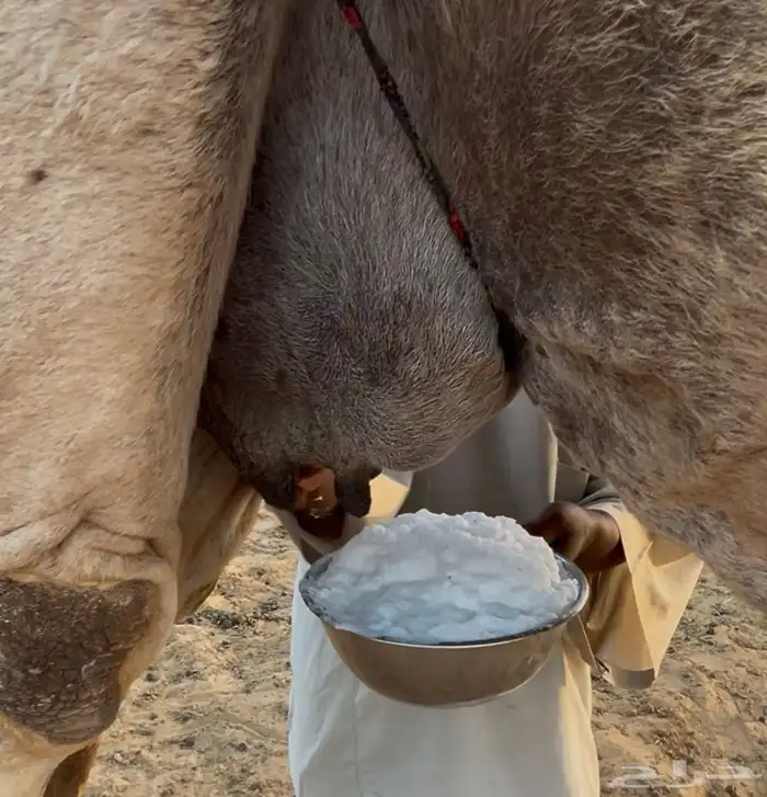 خلفه هديه ما تحرك وحليبها وافر وحالي 0