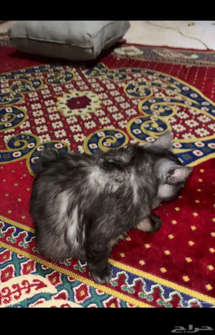 قطط للتبني 1