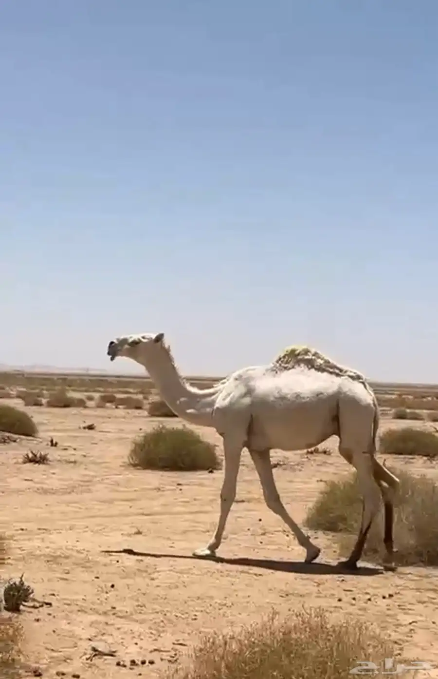 قعود باتلي ولد الكايف بعير العوفي 2
