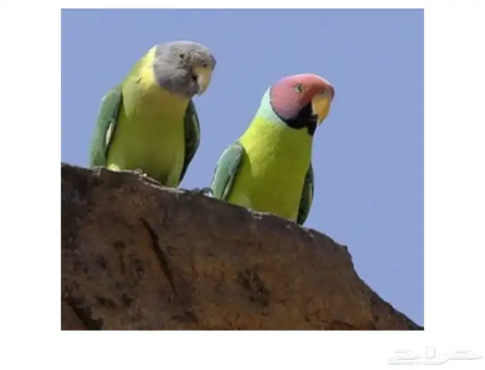 فرخ درة بالم هيد 2