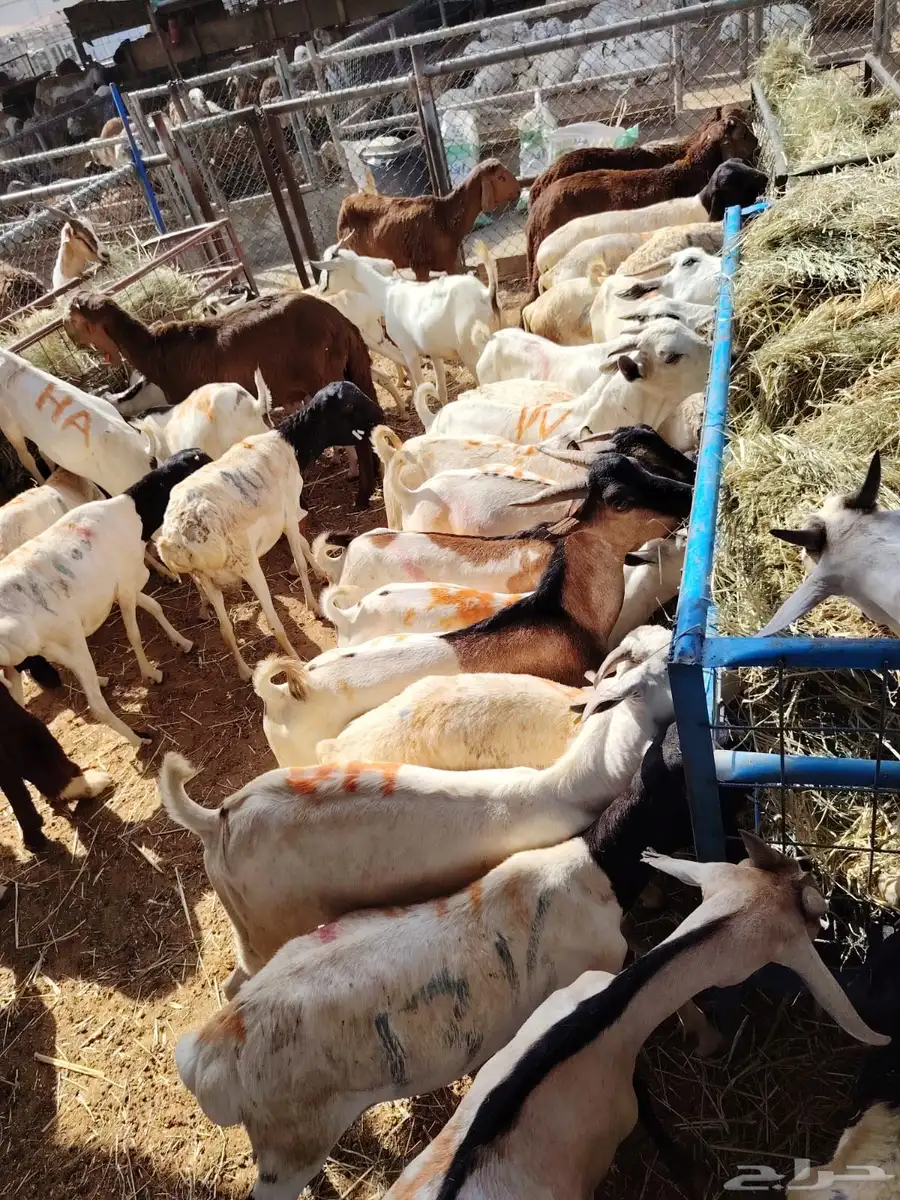 قعدان وغنم للبيع 3