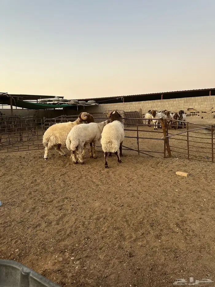 فحول أنعيم طيبه اللبييع 6