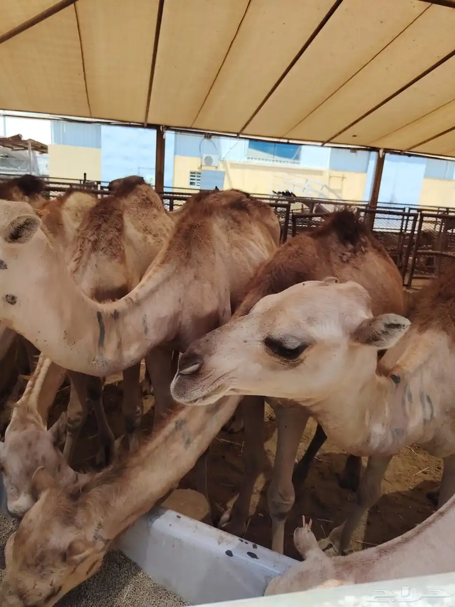 قعدان وغنم للبيع 11