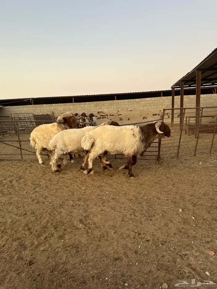 فحول أنعيم طيبه اللبييع 5