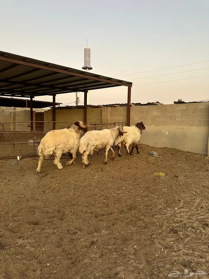 فحول أنعيم طيبه اللبييع 2