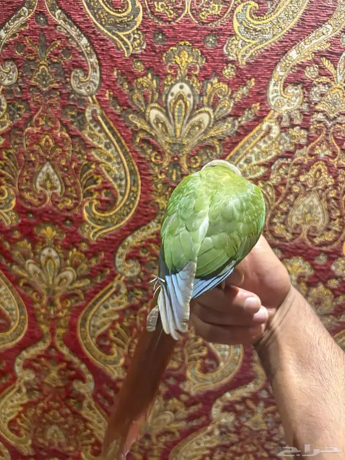 ببغاء كنيور هدد داخلي خارجي شرط قمة في الولافه 9