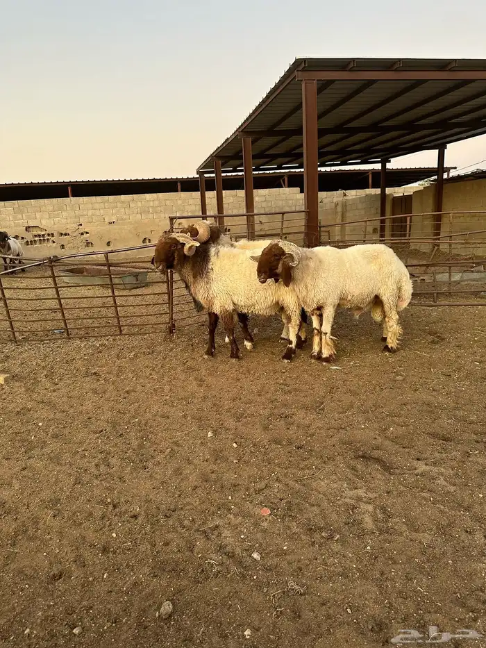 فحول أنعيم طيبه اللبييع 4