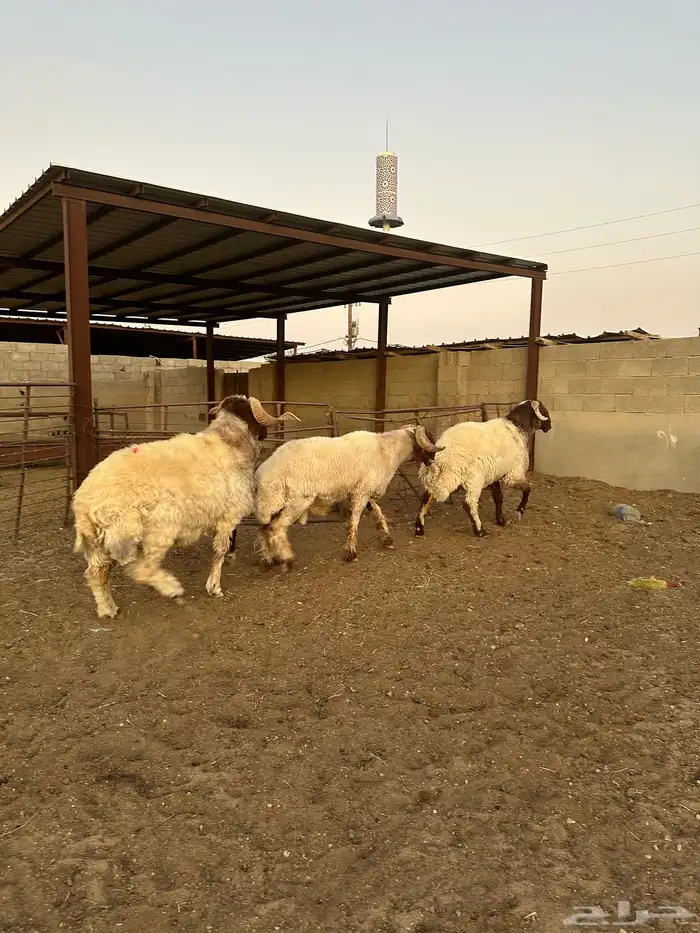 فحول أنعيم طيبه اللبييع 1