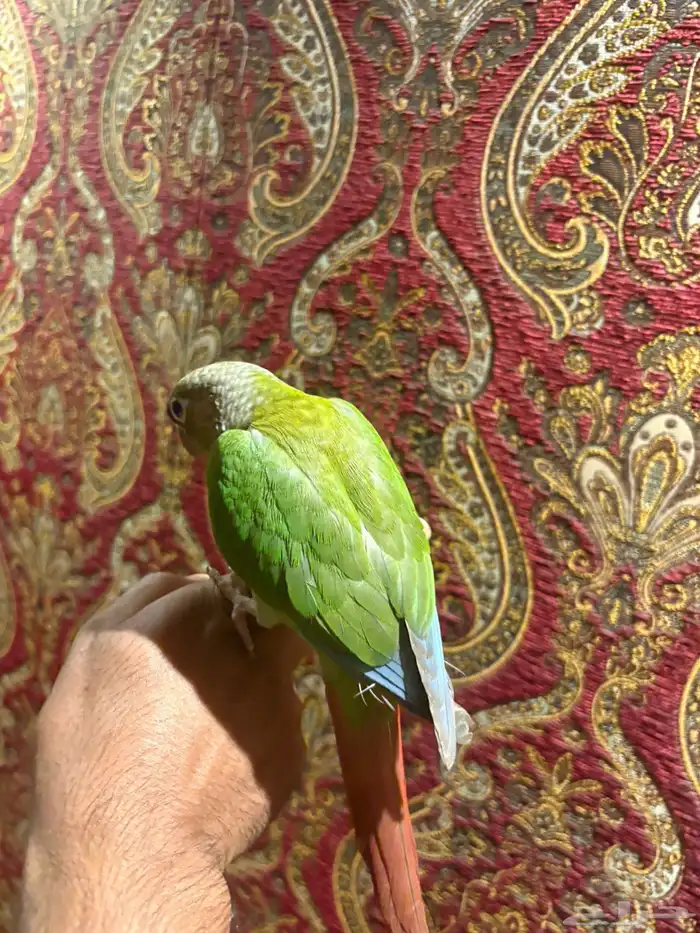 ببغاء كنيور هدد داخلي خارجي شرط قمة في الولافه 8