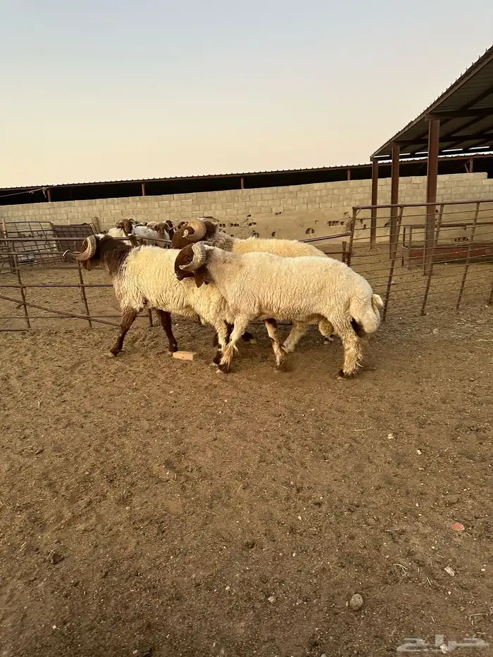 فحول أنعيم طيبه اللبييع 3