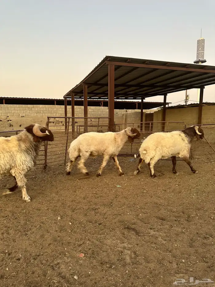 فحول أنعيم طيبه اللبييع 0