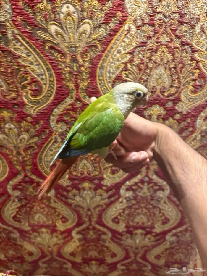 ببغاء كنيور هدد داخلي خارجي شرط قمة في الولافه 5