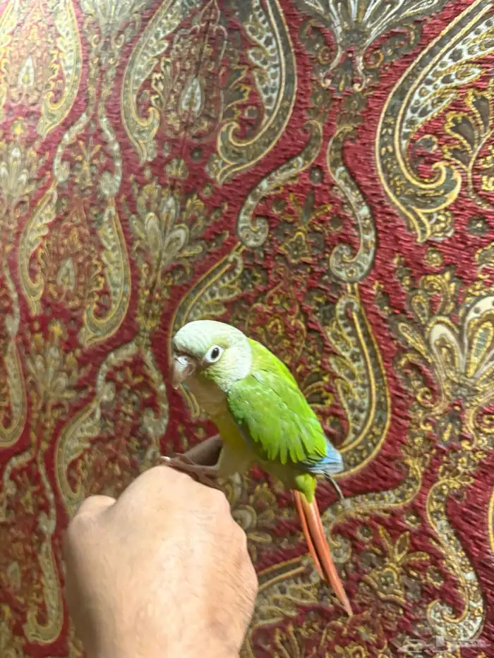 ببغاء كنيور هدد داخلي خارجي شرط قمة في الولافه 3