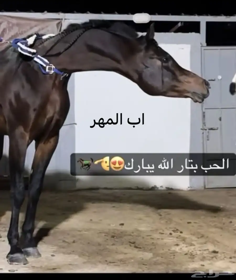 مهر عربي اصيل 4