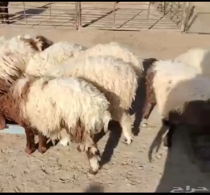 بهم سواكن متربي له فوق 4 شهور 0