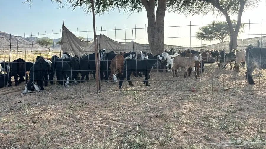معزاء وجفار وتيوس. العدد قريب 400 0