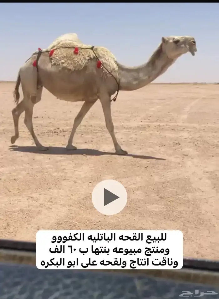 للبيع لقحات وخلفه علي جميع الشروط 2