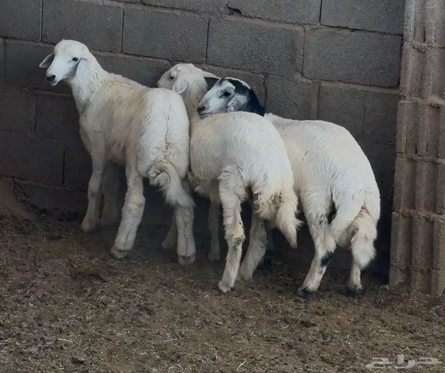 للبيع طليان ورخال سمان وسالمة من العذاريب 0