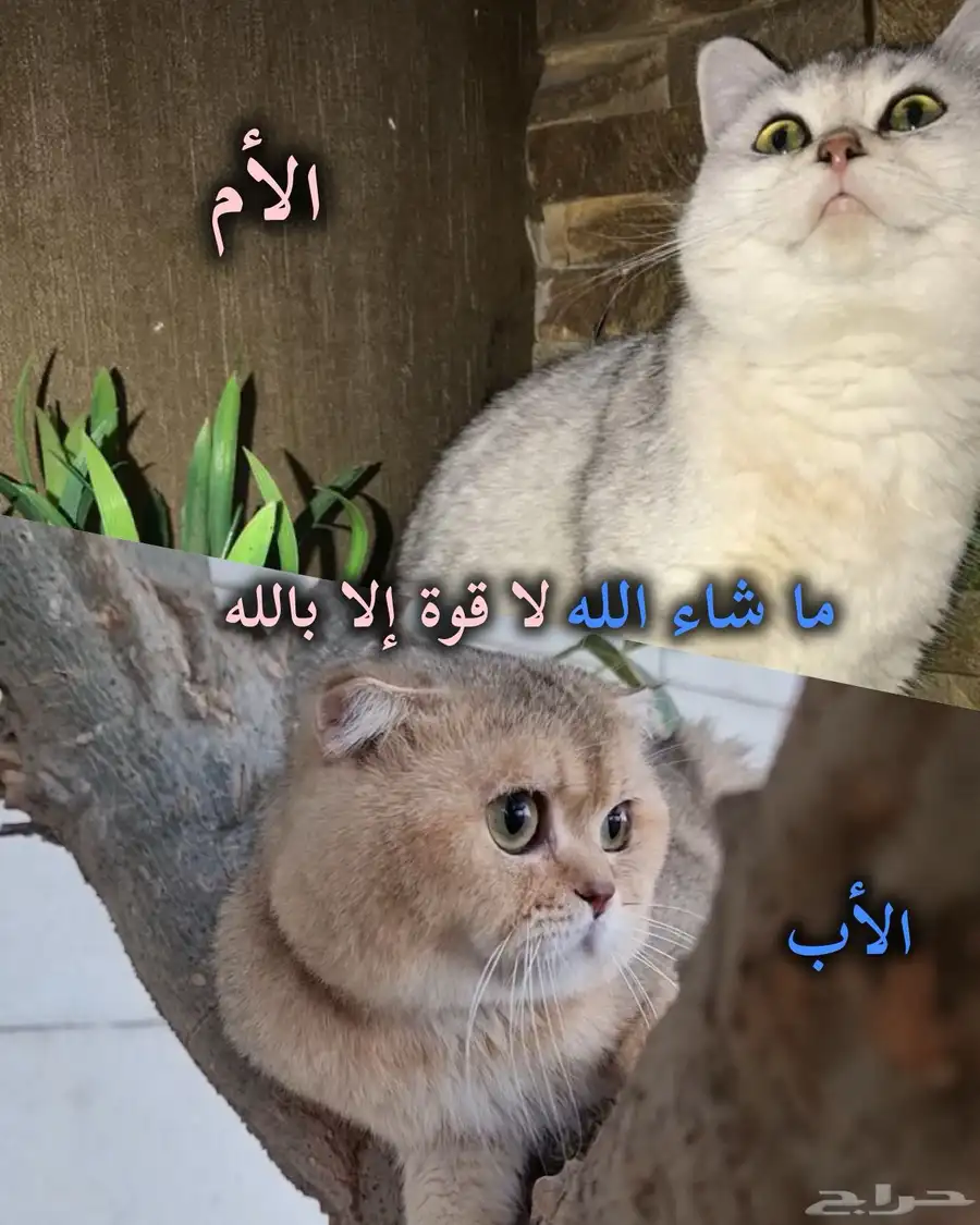 ذكر سكوتش قولد من أب مستورد من روسيا بيور 2
